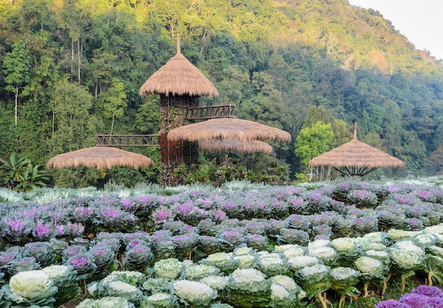 Beau chou d'ornement et scène de jardin de chou fleurissant