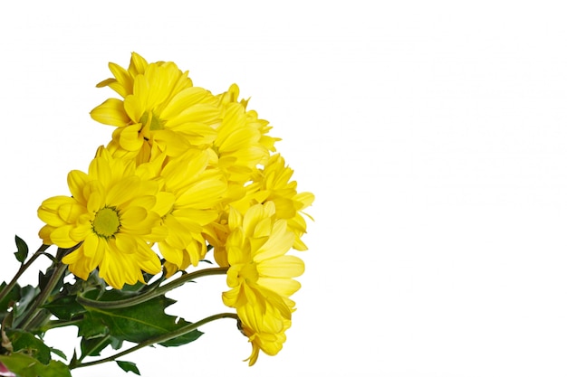 Beau chrysanthème isolé sur blanc