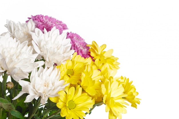 Beau chrysanthème isolé sur blanc