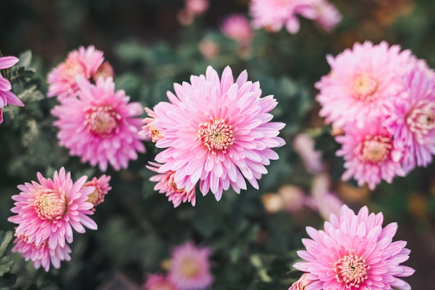 Beau chrysanthème rose.