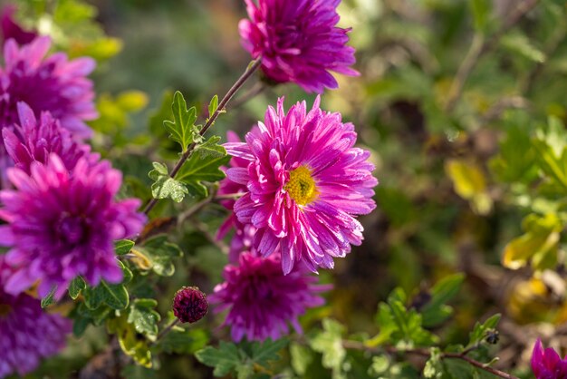 Beau chrysanthème violet rose avec des gouttes de rosée dans le jardin Journée ensoleillée avec profondeur de champ Fond floral