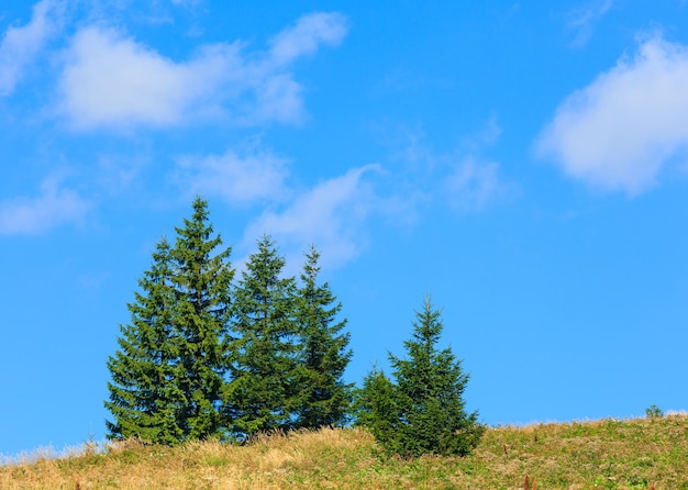 Beau ciel bleu avec des cumulus blancs sur la colline de montagne d'été avec des sapins.