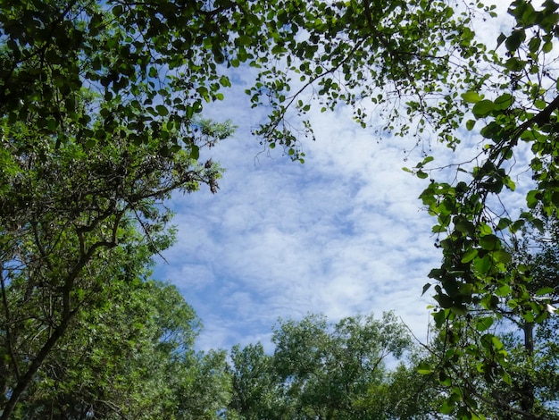 Un beau ciel bleu nuageux est vu à travers l'écart entre la cime des arbres