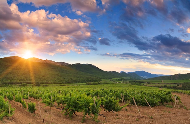 Beau ciel de coucher du soleil au-dessus d'un vignoble dans les montagnes