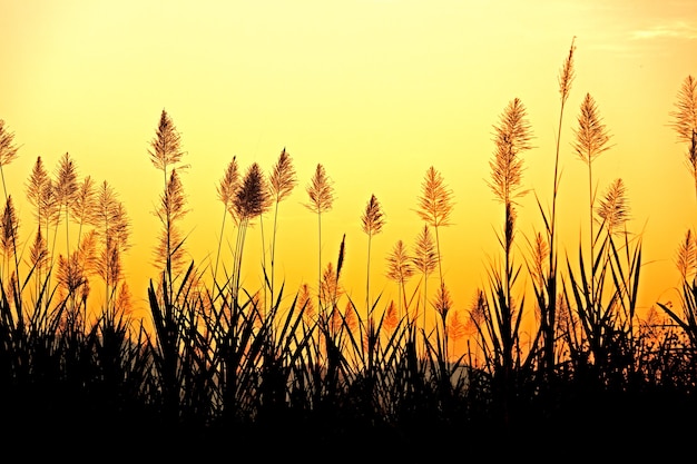 Beau ciel derrière l'herbe tropicale