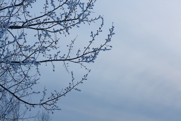 Beau ciel du soir avec la branche d'arbre recouverte de neige.