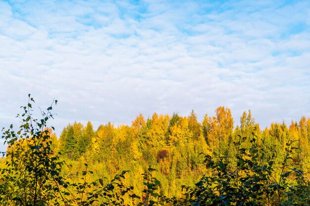 Beau ciel nuageux avec les cimes des arbres d'automne région de leningrad vsevolozhsk