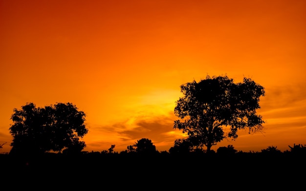 Beau ciel orange au coucher du soleil avec des silhouettes d'arbres