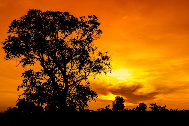 Beau ciel orange au coucher du soleil avec des silhouettes d'arbres