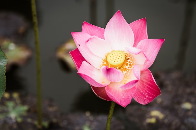 Beau closeup nénuphar lotus fleur rose couleur. Fleurs de lotus