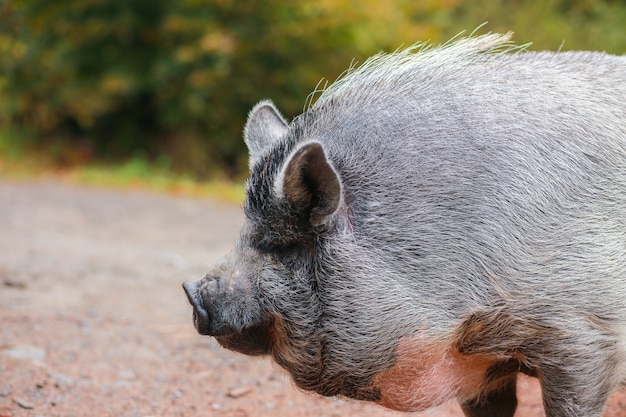 Beau cochon. Cochon gris au nez mouillé. L'animal marche à travers la forêt. Le visage du cochon.