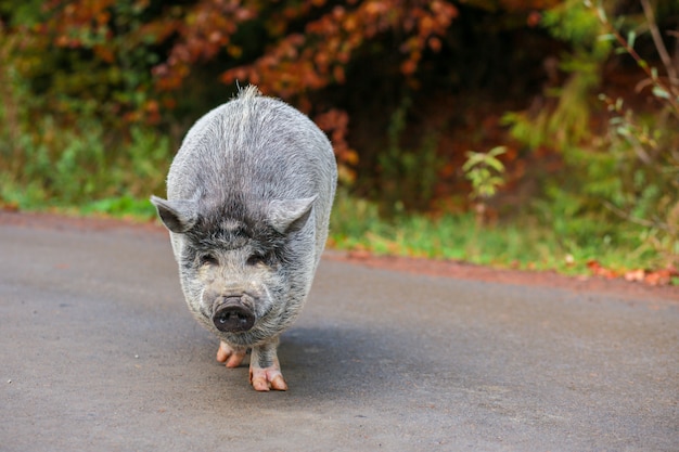 Un beau cochon. Cochon gris au nez mouillé. Un animal marche à travers la forêt.