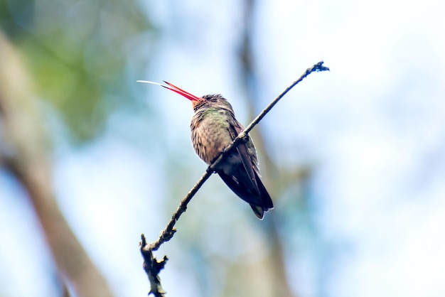 Beau colibri doré montrant la langue dans un arbre au Brésil, langue de colibri