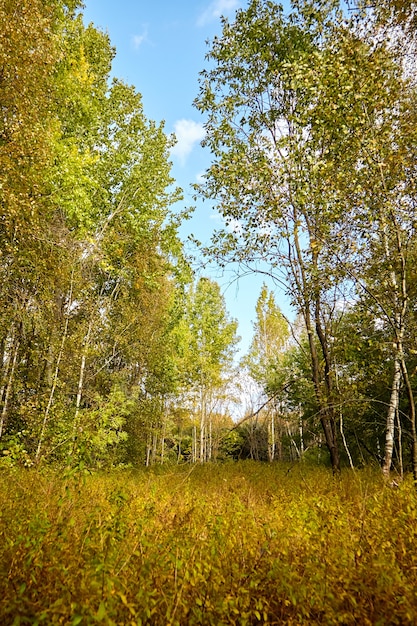 Beau et coloré paysage d'automne