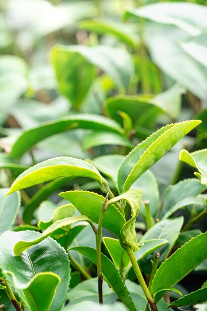 Beau concept de conception de scène de rangées de jardin de récolte de thé vert pour le produit de thé frais