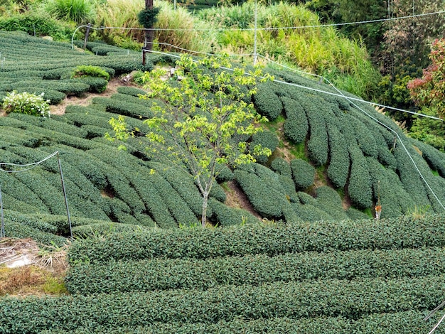 Beau concept de design isolé scène de rangées de jardin de thé pour le produit de thé