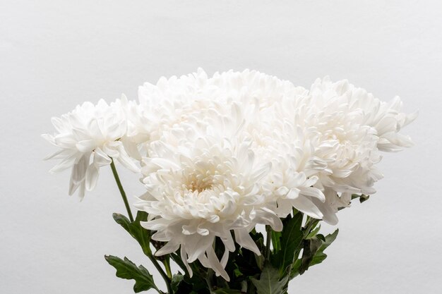 Beau concept de fleur Inflorescence de chrysanthème blanc en fleurs isolé sur fond gris