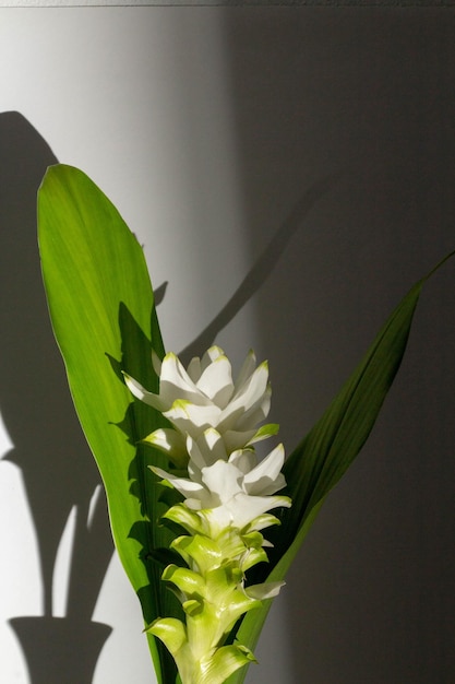 Beau concept de fleur Pathumma blanc ou tulipe siam avec lumière du soleil et ombre sur fond gris