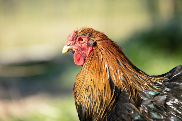 Beau coq brun et noir à l'extérieur