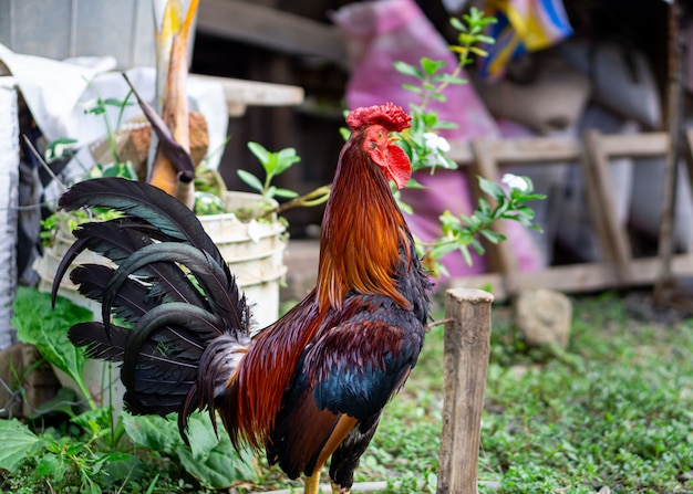 Un beau coq sur le champ vert