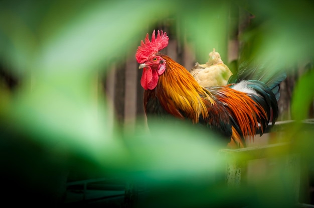 Beau coq de coq sur les animaux de la ferme de fond de nature