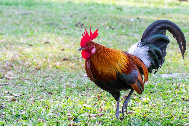 Photo beau coq coq bantam coloré debout sur la pelouse verte