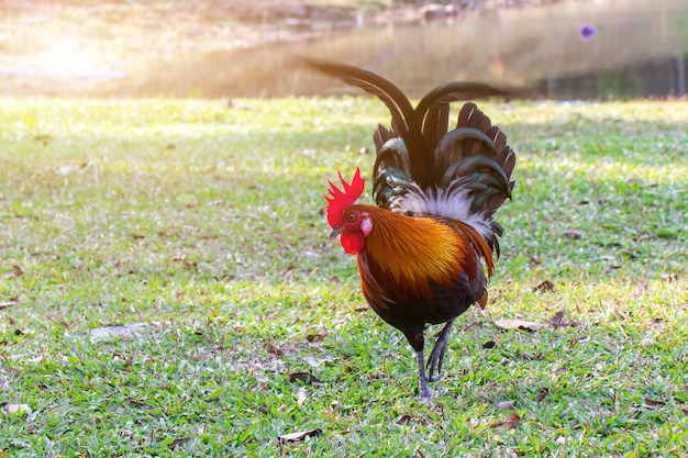 Beau Coq Coq bantam coloré debout sur la pelouse verte