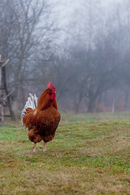 Beau coq debout sur l'herbe en arrière-plan vert nature floue