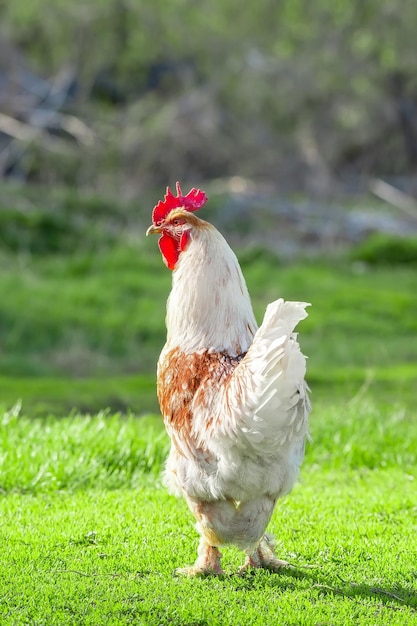 Beau coq debout sur l'herbe dans un fond vert de nature floue