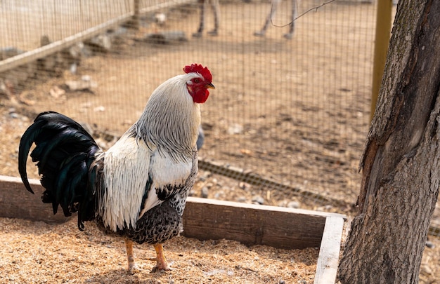 Un beau coq debout sur l'herbe sur un fond de nature verte floue Coq de l'année du zodiaque Année du coq Photo de haute qualité