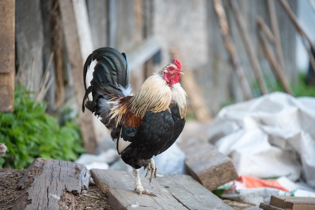 Beau coq hétéroclite se promène dans la cour du village