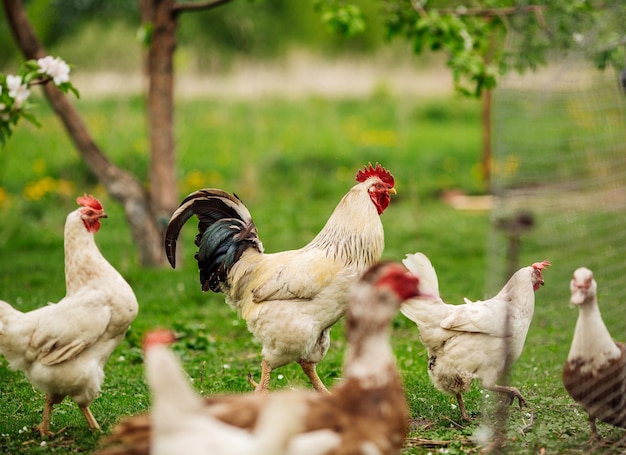 Beau coq marchant sur l'herbe dans un village ou une ferme