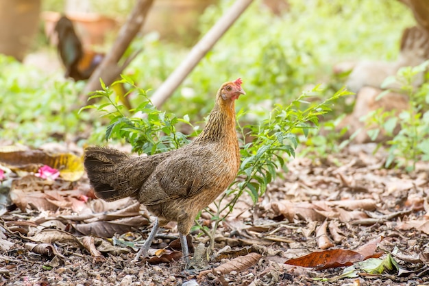 Beau coq et poule sur l'espace nature