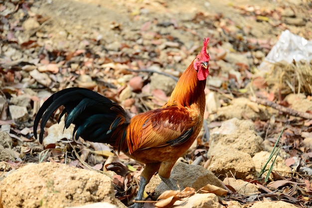 Le beau coq rouge marchant sur le sol