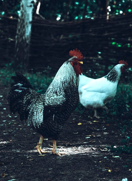 Beau coq se promène dans le jardin