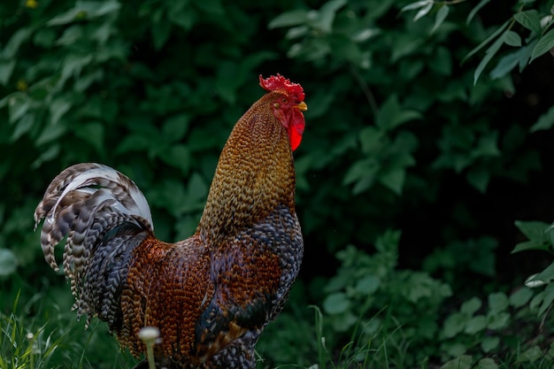 un beau coq se promène sur un fond d'herbe verte Entretien et soin des poulets sur la fa