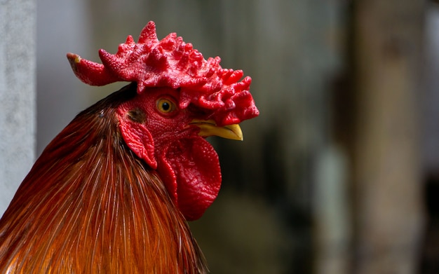 Un beau coq