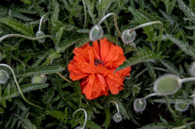 beau coquelicot en fleurs rouge sur fond de feuillage vert