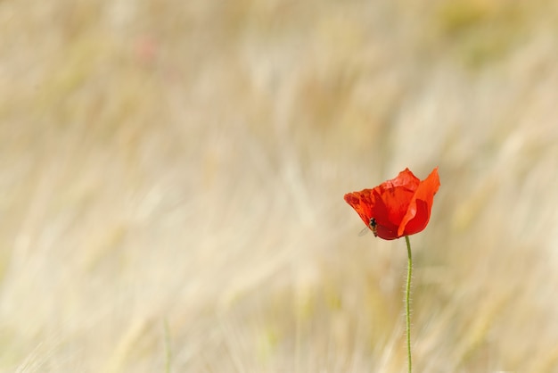 Beau coquelicot rouge qui fleurit dans un champ de céréales