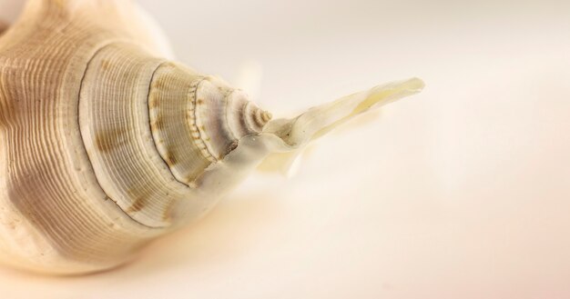 Beau coquillage beige sur fond blanc. Photographie artistique. Mise au point sélective. Macro.