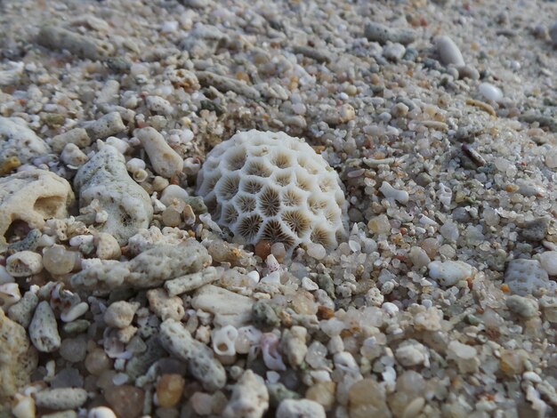 Beau corail de forme ronde sur la plage