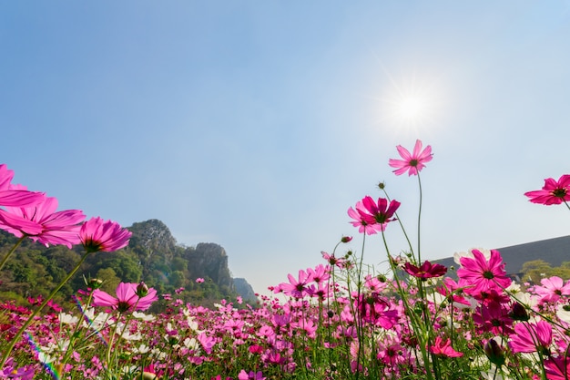 Beau cosmos rose avec la lumière du soleil