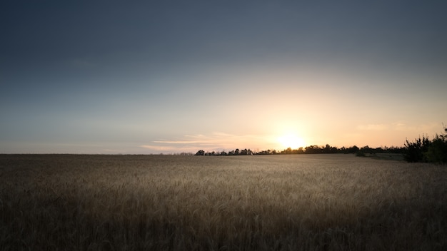 Beau coucher de soleil sur un champ de blé