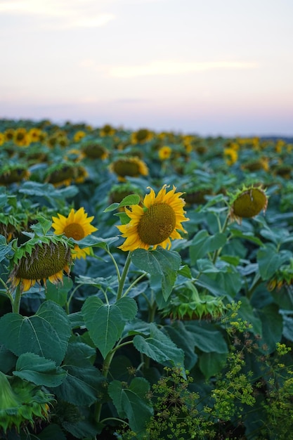 Beau coucher de soleil sur le champ de tournesol