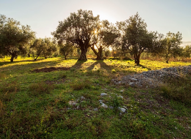 Beau coucher de soleil contre le soleil dans le jardin d'oliviers sur l'île d'Evia en Grèce