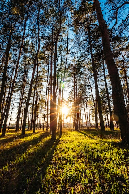 Beau Coucher De Soleil Dans Un Parc De Pins