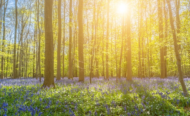 Beau coucher de soleil derrière les arbres avec des jacinthes des bois