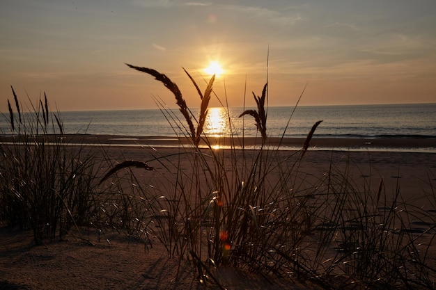 Beau coucher de soleil doré sur la mer sur le fond de spikelet