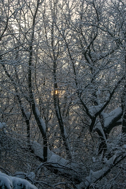 Beau coucher de soleil d'hiver dans le parc