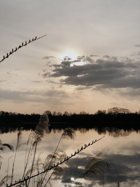 Photo beau coucher de soleil sur un lac d'automne et des plantes sèches